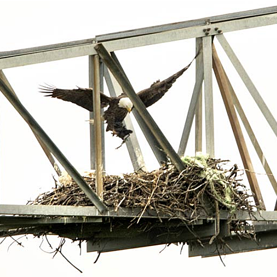 Eagle Cam Nest